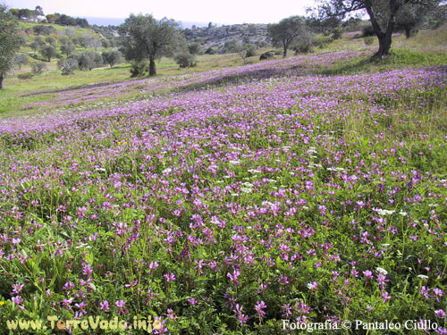 Campo Fiorito - Località Fani -Salve