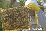 apicoltura a Morciano di Leuca nel Salento