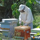 Foto visita alle Arnie nel Salento ( foto 1 )