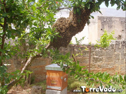 Arnia TorreVado.info con uno sciame di api sul tronco