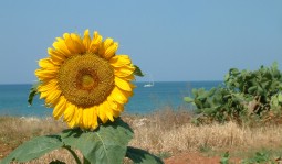 Girasole Torre Vado