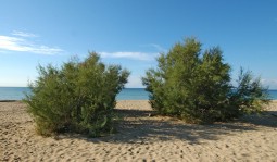 sfondo Spiaggia