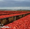 Una delle Bont� della Puglia, i pomodori secchi. Tutti li hanno sempre visti in barattolo, questa � una foto durante la loro essiccazione. Sono veramente tantissimi a perdita d'occhio tanto che mi son fermato a vederli e non potevo non fotografarli.