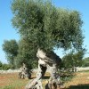 Albero di Ulivo Secolare. L'ulivo ha delle caratteristiche uniche, che rendono ogni esemplare Arte della natura.