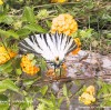 Tipica Farfalla Salentina