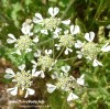 Flora tipica Salentina