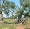 Alberi di Ulivo Secolari nel Salento