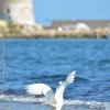 Egretta garzetta sulla costa di Torre Vado nel Salento. Foto scatta il 15 Settembre 2013