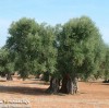 Albero Secolare terra del Salento 2004