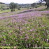 Campo Fiorito - Localit� Fani -Salve