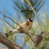 Il Cardellino, uno tra gli uccelli pi� belli del Salento. Nome Dialettale: 