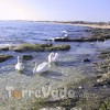 I Cigni nelle acque sorgive delle Sorgenti di Torre vado nel Salento.