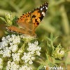 Farfalla Salentina 'Vanessa cardui' della famiglia delle Nymphalidae. Foto Scattata a pescoluse Agosto 2012