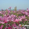 MANDURIA PRATI IN FIORE....