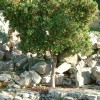 Arbusto tipico Mediterraneo, Detto anche 