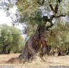 Agosto 2005 alberi secolari Ugento LE. Osservando attentamente quest'albero si dovrebbe vedere una figura che io proporrei di intitolarlo: IL RIPOSO DEL GIGANTE. Grazie Pino da Genova