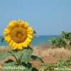 Girasole sul Mare