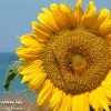 Primissimo piano di un Girasole sul Mare di Torre Vado