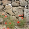 Muretto in campagna con papaveri