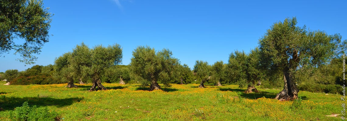 Ulivi secolari del Salento