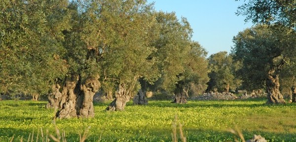 Ulivi nel Salento