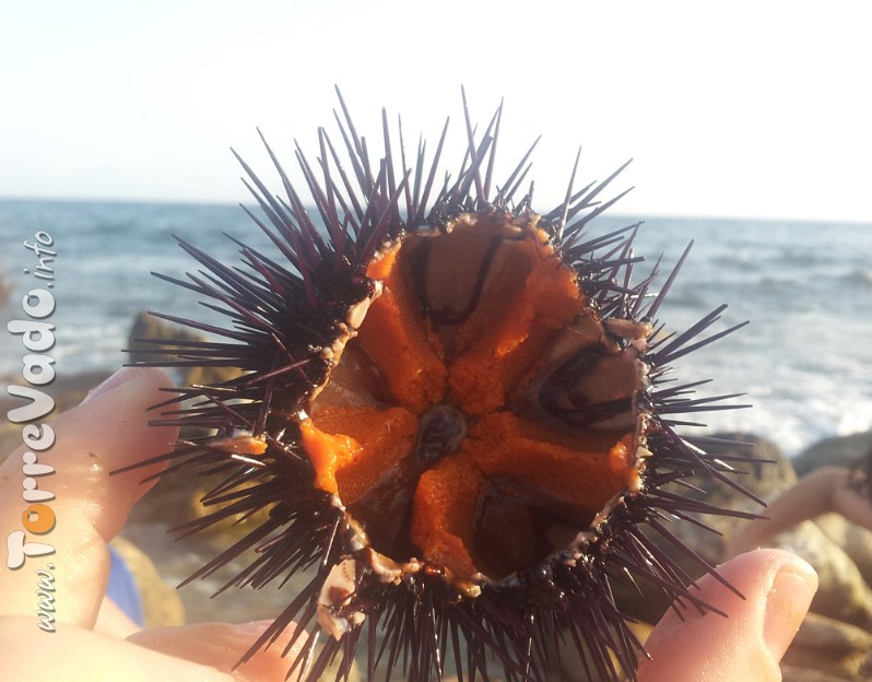 Riccio di Mare a Torre vado