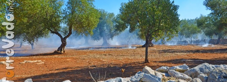 Foto Residui potatura Ulivi bruciati nei campi