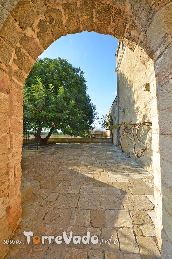 grande carrubo leuca piccola salento