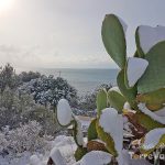 fichi india salento innevati