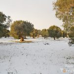 uliveto secolare puglia nevicata