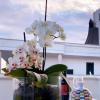 Villa Bauhaus (foto 10) - Salento