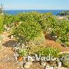 Villa Valeria (foto 57) - Salento