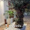 Villetta Veladelmare 1 (foto 22) - Salento