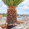 Villa Liscedde (foto 18) - Salento